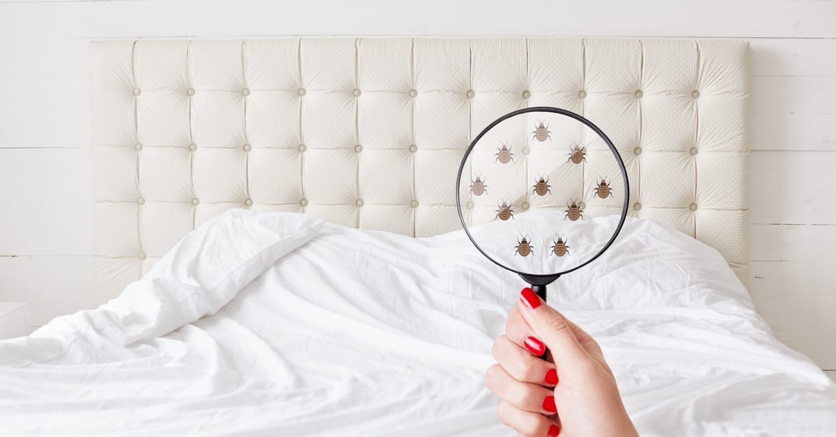 magnifying glass looking at bedbugs on bed, concept of Holiday Travel and Bed Bugs