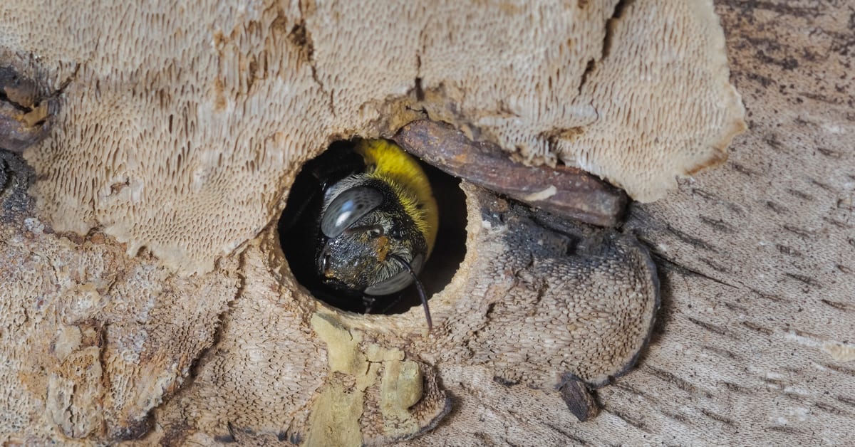 Here Come The Bees. Carpenter Bees That Is