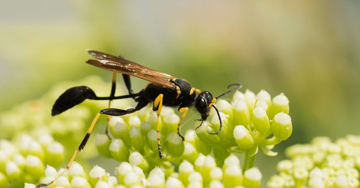 wasps, hornets, bees control