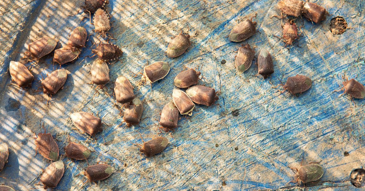 NH Stink Bug Infestation: 6 Ways To Get Rid Of