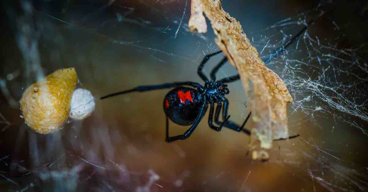 dangerous bugs in New Hampshire, black widow spider