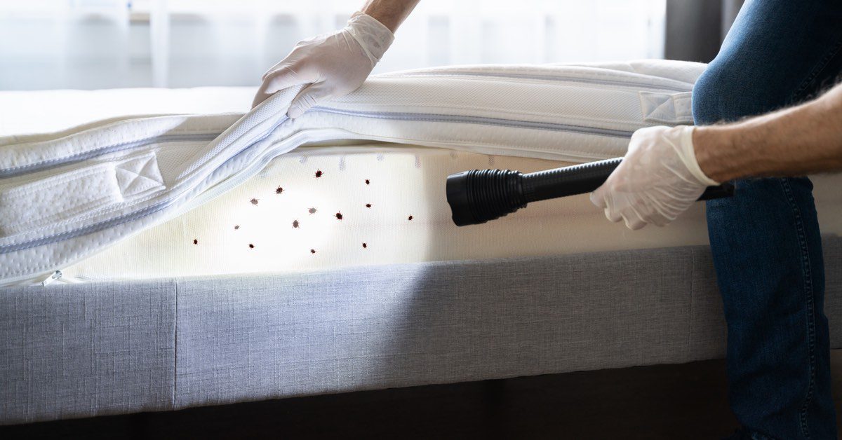 How Do You Get Bed Bugs In the First Place