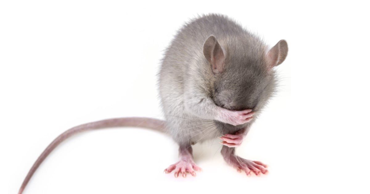 Hotel and Hospitality Pest Management