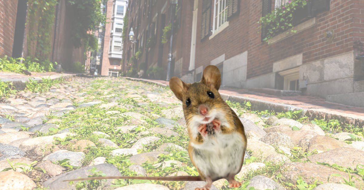 Amherst NH Pest Control, Exterminator