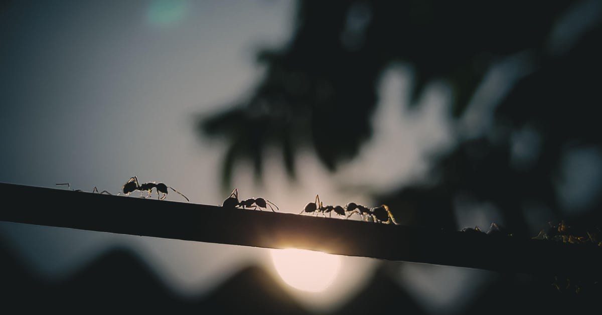 5 Types of Ants in New Hampshire