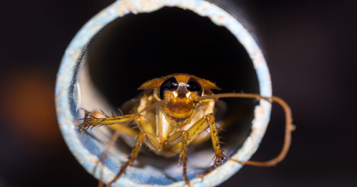 Cockroaches in Your Drain, How To Get Rid Of
