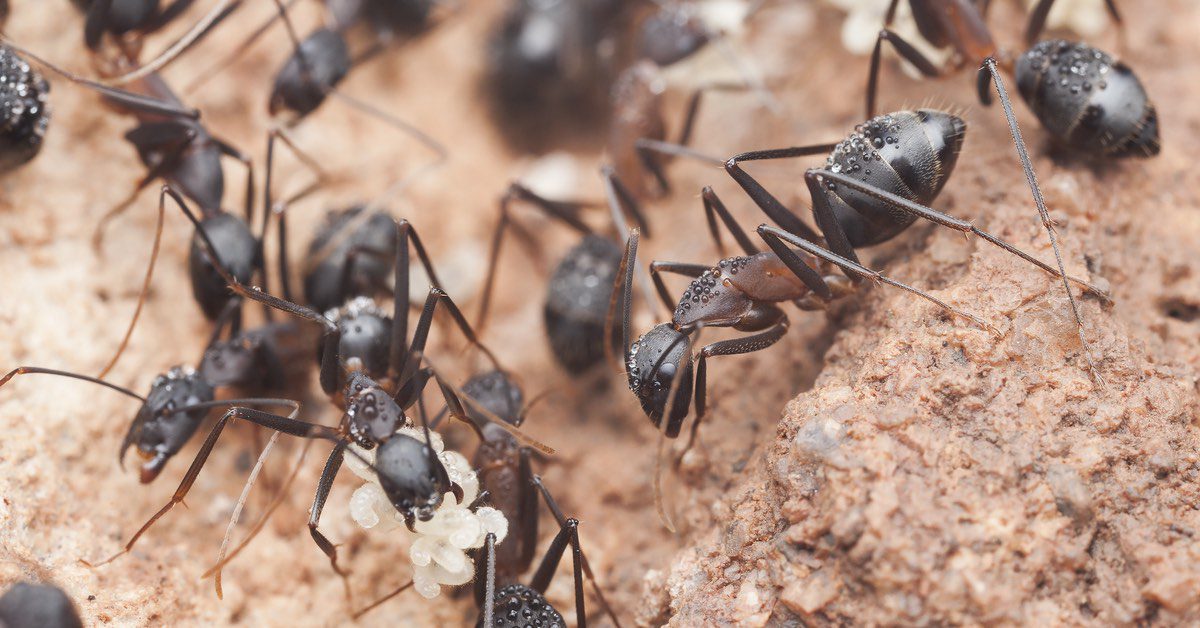 How To Get Rid of Carpenter Ants