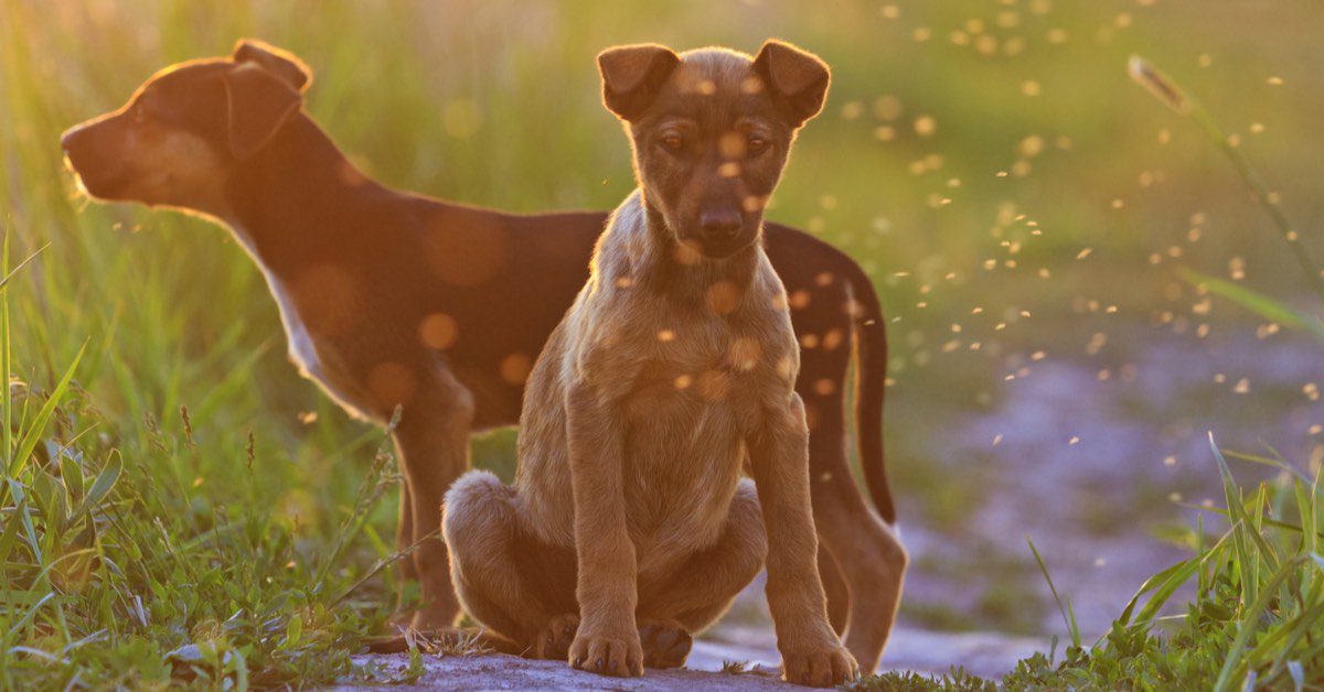 Mosquitoes & Dogs: Symptoms, Prevention, Treatment