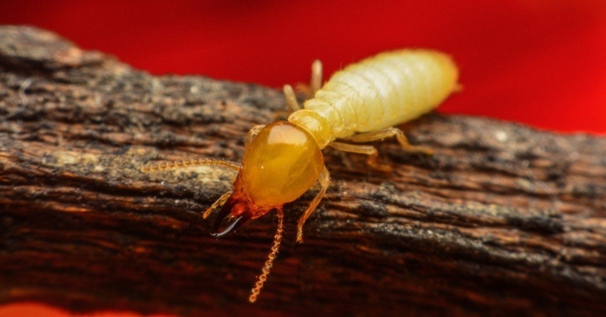 Common Pests for Each Season in NH