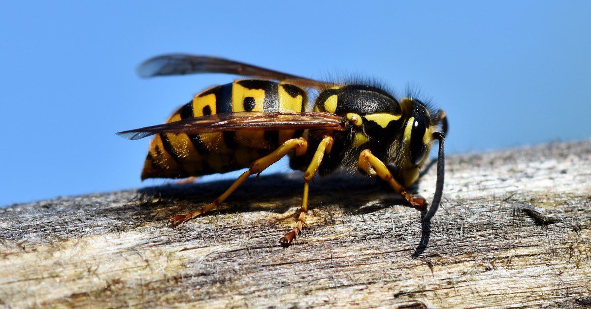 How To Keep Hornets Away