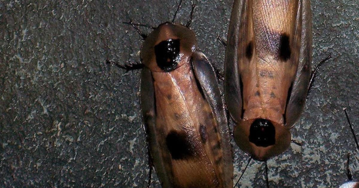 The Biggest Problem With Cockroaches