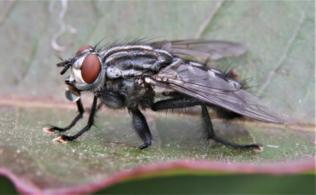 NH Biting Insects: Bugs That Bite!, mosquito, flack fly