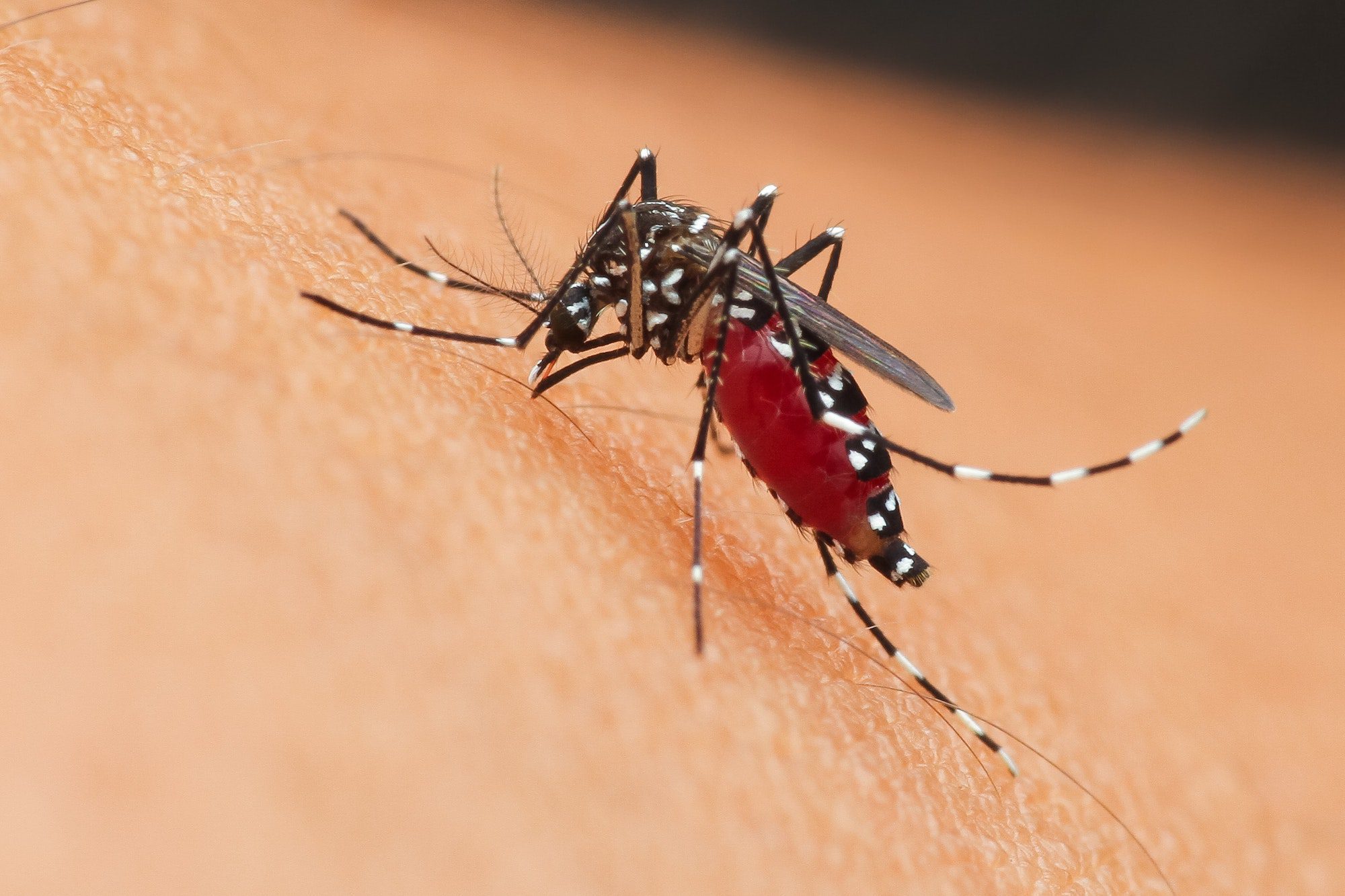 NH Biting Insects: Bugs That Bite!, mosquito