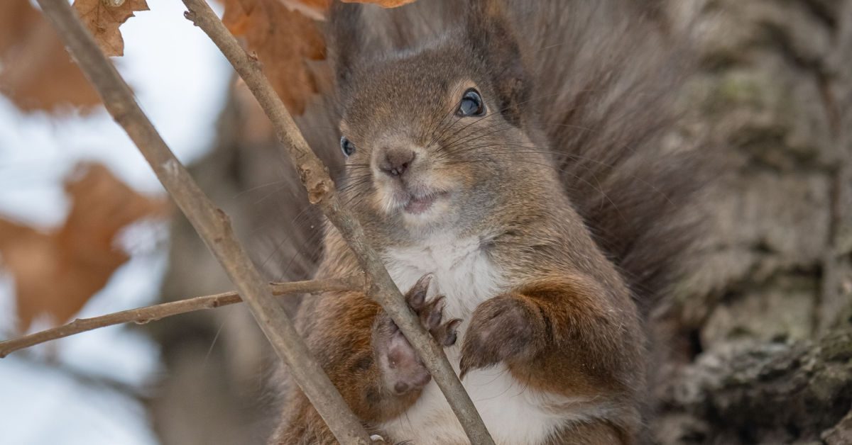 How To Manage & Prevent Rodents in The Winter
