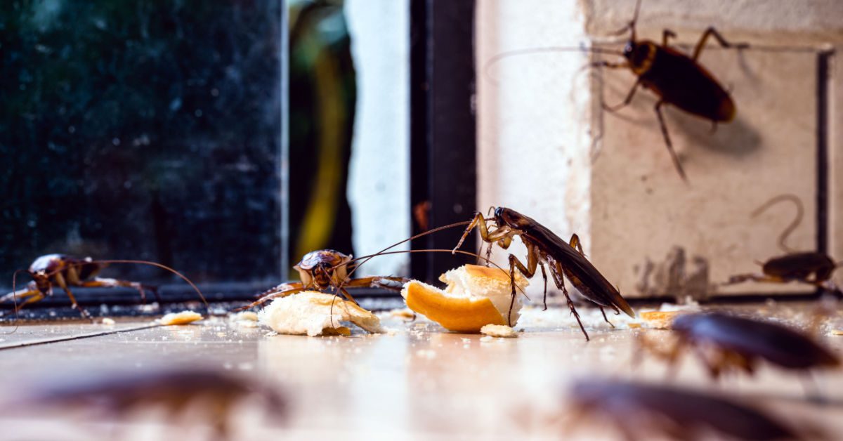 Nashua NH Pest Control and Removal Specialists
