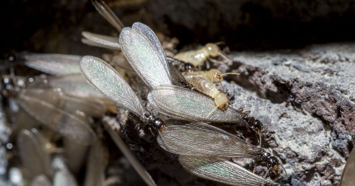 Termites in the Spring in New Hampshire: What to Know