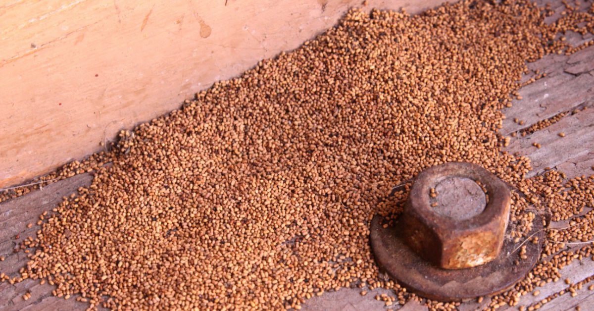 8 Signs of a Pest Infestation