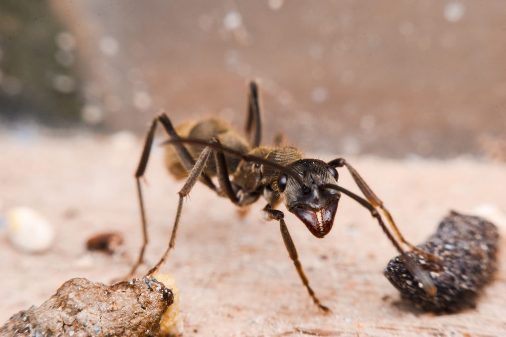 A hornet concept of Commercial & Residential Pest Control Services in Manchester, NH needed