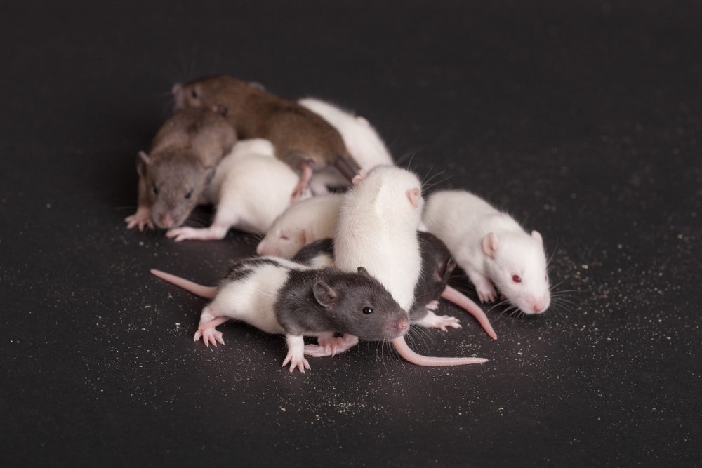 a group of brown and white rats