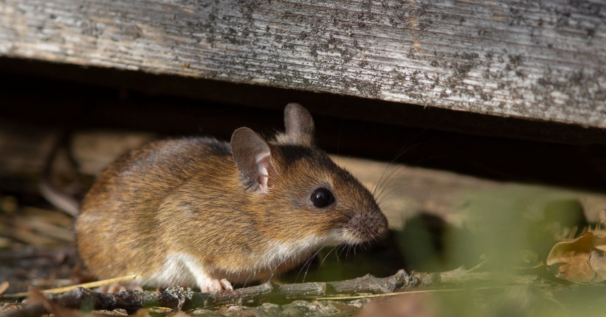 a rodent mouse in the springtime