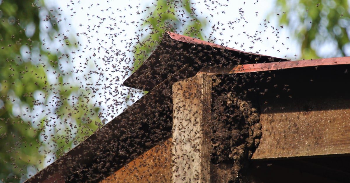 a bees nest and a swarm of bees around the corner of a building structure