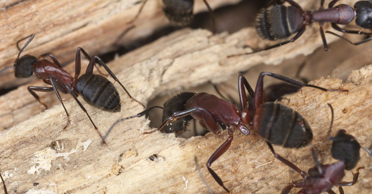 carpenter ants on wood