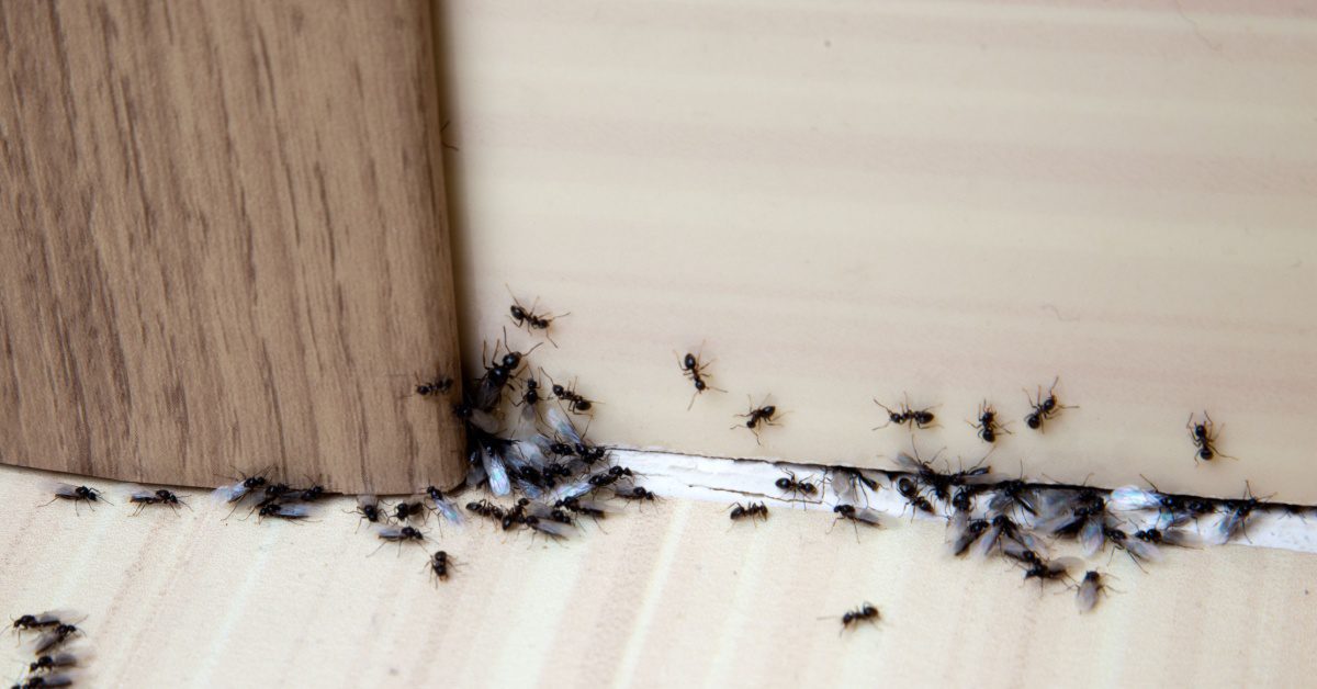 little black ants alongside the floor and wall