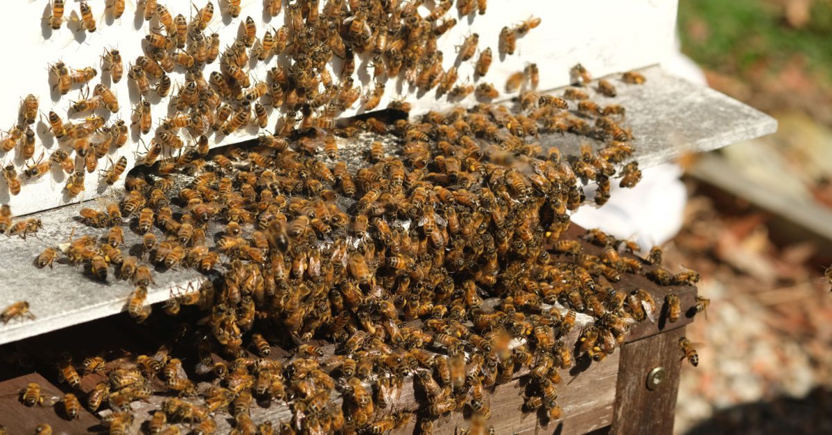 a swarm of honey bees