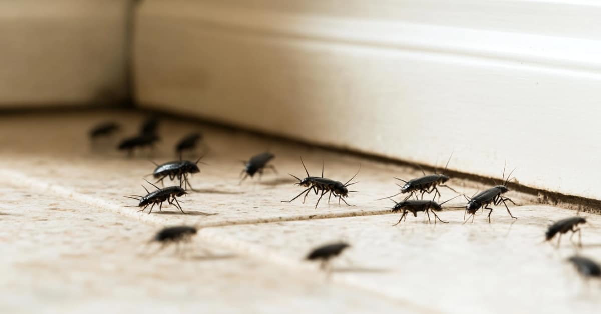 small cockroaches, concept of 8 Signs of Cockroach Infestation in Winter