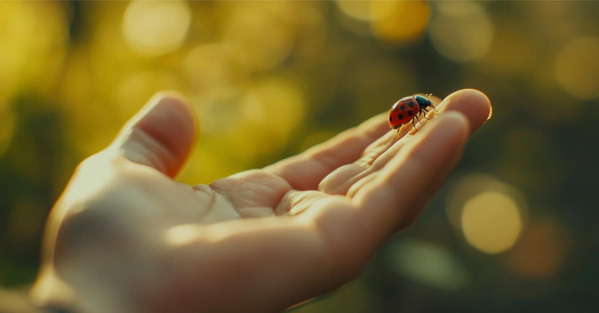 Ladybug on persons fingers: New Hampshire's Official State Bug