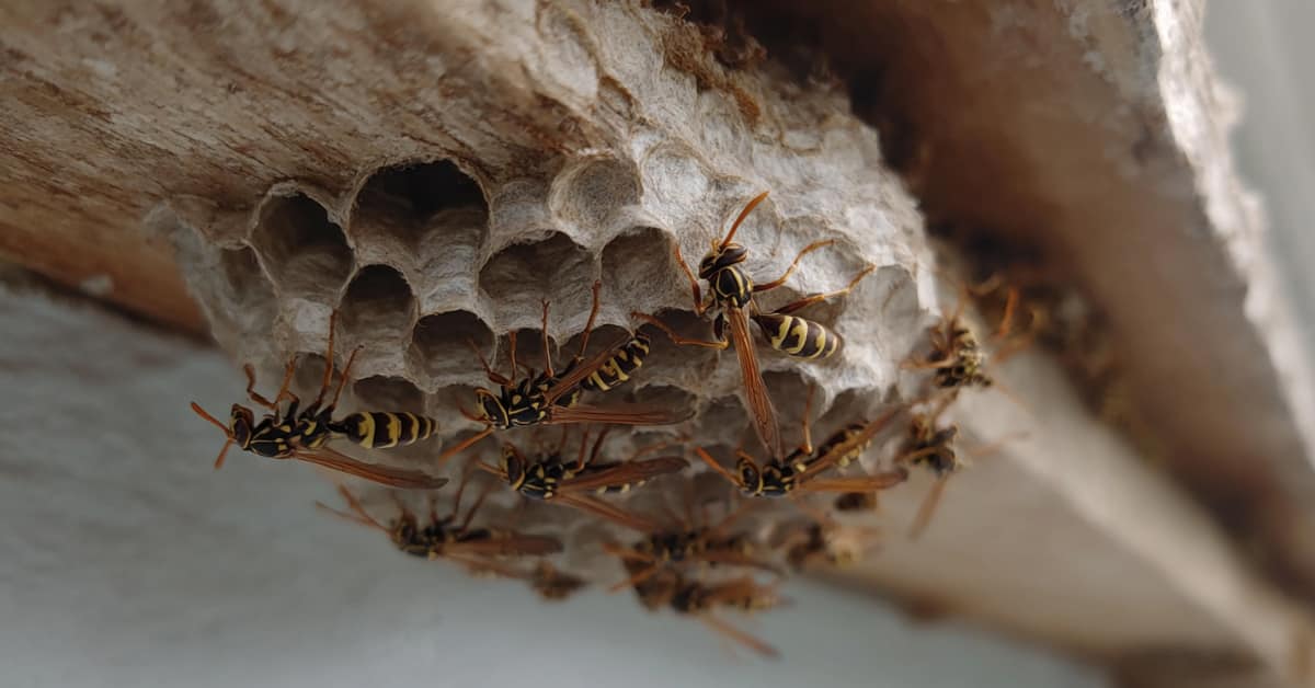 wasps under a soffit, representing where stinging insects nest
